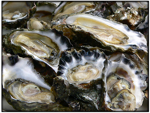 Oysters